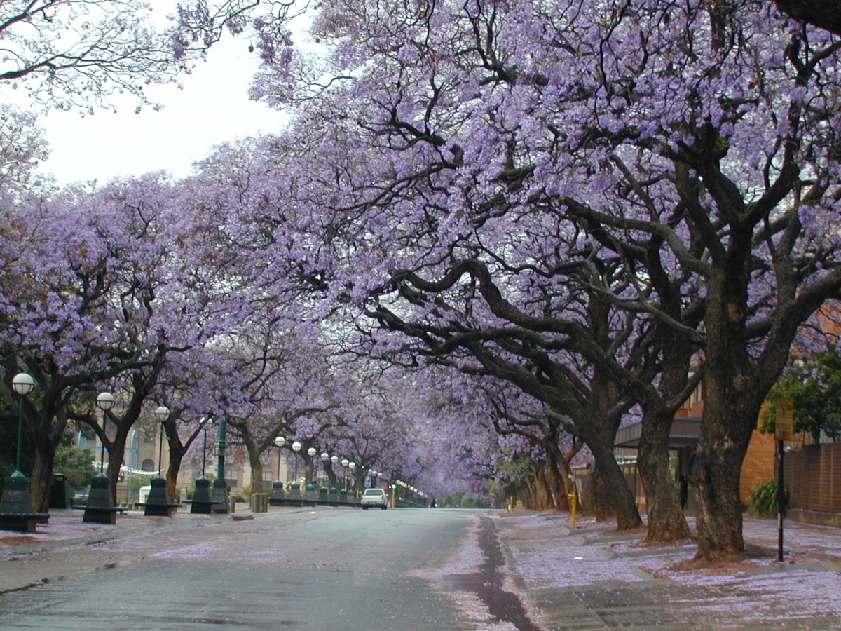 Pictures Of Pretoria